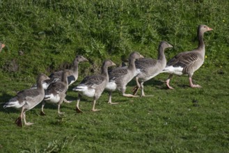 Greylag goose with young birds (Anser anser), Hauke-Haien-Koog nature reserve, North Friesland,