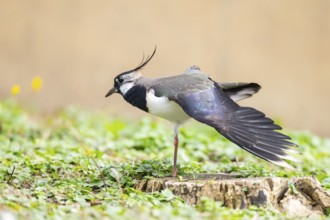 Northern lapwing (Vanellus vanellus) standing on a meadow, Bavaria, Germany, Europe