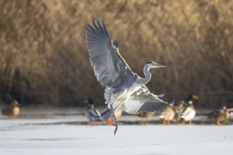Grey heron (Ardea cinerea) Germany