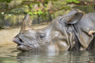 Square-lipped rhinoceros (Ceratotherium simum) swimming in the water, captive, Bavaria, Germany,