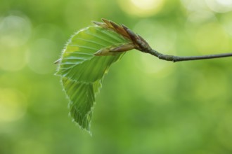 Delicate awakening - fresh beech leaves in the spring light. Beech leaves after new shoots in