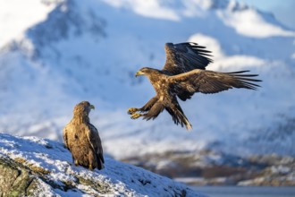 White-tailed eagle (Haliaeetus albicilla), approaching in front of a snowy mountain panorama,