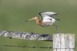 Black-tailed godwit (Limosa limosa), Lower Saxony, Germany, Europe