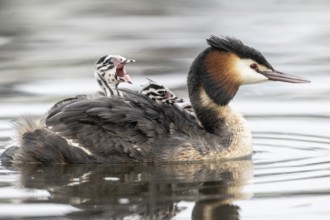 Great Crested Grebe (Podiceps Scalloped ribbonfish) with juveniles, Emsland, Lower Saxony, Germany,