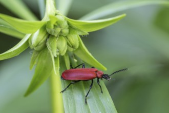 Black-headed Cardinal beetle (Pyrochroa coccinea), Emsland, Lower Saxony, Germany, Europe