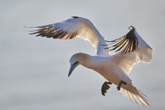 Northern gannet (Morus bassanus) flying over the sea at sunset, wildlife, Helgoland, Germany,