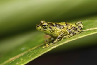 A frog of the genus Spinomantis sp. in the rainforests of Marojejy National Park in north-east