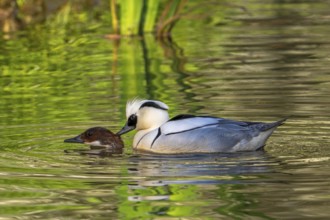 Smew (Mergellus albellus, Mergus albellus) pair, male biting female in neck while mating in pond in