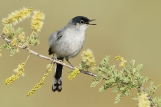 Black-tailed Gnatcatcher (Polioptila melanura) singing, Arizona, USA, North America