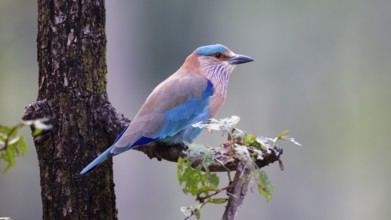 Indian Roller (Coracias benghalensis), Bandhavgarh National Park, India, Asia