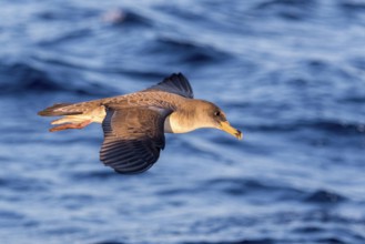 Cory's Shearwater (Calonectris borealis) flying, Ibiza, Spain, Europe