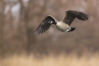 Canada Goose (Branta canadensis) flying, Baden-Wuerttemberg, Germany, Europe