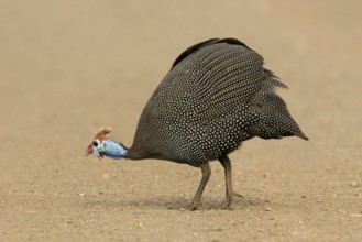 Helmparelhoen, Helmeted guineafowl, Numida meleagris