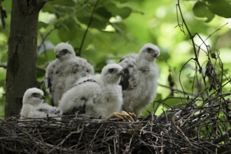 Eurasian Sparrowhawk (Accipiter nisus) chicks in nest, North Rhine-Westphalia, Germany, Europe