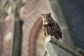 Eurasian Eagle-Owl (Bubo bubo) perched on the roof of a church, North Rhine-Westphalia, Germany,