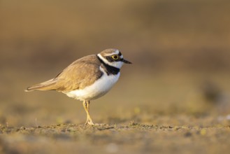 Little Ringed Plover (Charadrius dubius) female, North Rhine-Westphalia, Germany, Europe