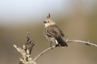 Chirruping Wedgebill (Psophodes cristatus), New South Wales, Australia, Oceania