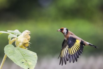 Goldfinch (Carduelis carduelis) flying near a yellow flower, sunflower, with outspread wings,