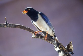 Yellow-billed kitta (Urocissa flavirostris), sitting on a branch, captive, Bavaria, Germany, Europe