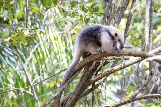Southern tamandua (Tamandua tetradactyla) Pantanal Brazil