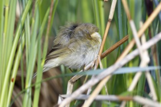 Chiffchaff or willow warbler (Phylloscopus collybita), sleeping animal in the biotope,