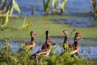 Red-billed whistling duck (Dendrocygna autumnalis) Pantanal Brazil