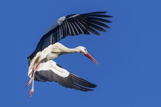 Stork in flight with wide open wings under a bright blue sky, White Stork (Ciconia ciconia),