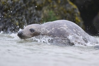 Grey seal (Halichoerus grypus) jumping into the water, sea, Düne, Helgoland, Schleswig-Holstein,