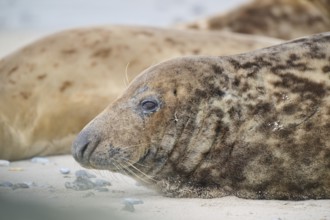 Grey seal (Halichoerus grypus), portrait, on the beach, Düne, Helgoland, Schleswig-Holstein,