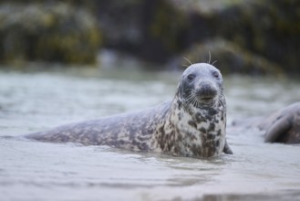 Grey seal (Halichoerus grypus) looking out of the water while swimming in the sea, Düne, Helgoland,