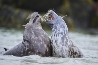 Grey seal (Halichoerus grypus) playing with each other in the water, sea, Düne, Helgoland,