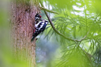 Great spotted woodpecker (Dendrocopos major), female feeds almost fledged young bird in the