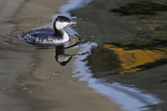 Slavonian grebe (Podiceps auritus), adult, in a white plumage, winter plumage, swimming in Lake