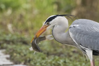 A grey heron (Ardea cinerea) holds a fish in its beak and stands in front of a green background,