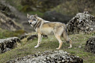 European gray wolf (Canis lupus lupus), standing on a meadow between rocks, captive, Switzerland,