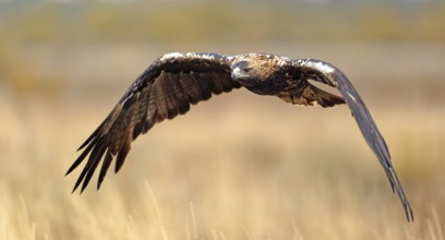 Spanish imperial eagle (Aquila adalberti) in flight, Castilla-La Mancha, Spain, Europe