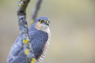 Sparrowhawk (Accipiter nisus) ml Germany