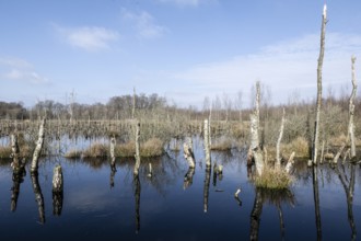 Dead birch trees (Betula pendula) in a moor, rewetting area, Emsland, Lower Saxony, Germany, Europe