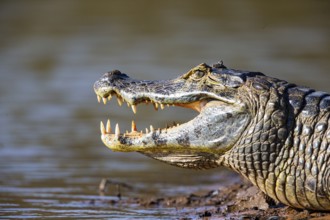Spectacled caiman (Caiman crocodilius) Panatanal Brazil