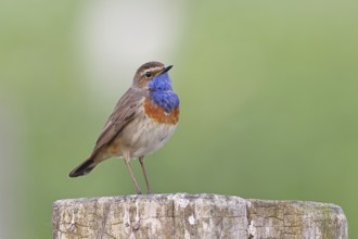 Bluethroat (Luscinia svecica cyanecula), male, on a pasture fence post, wildlife, Lembruch, Ochsen