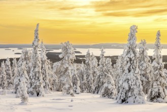 Tykky forest, snow covered spruce trees on the taiga at sunrise in winter, Riisitunturi National