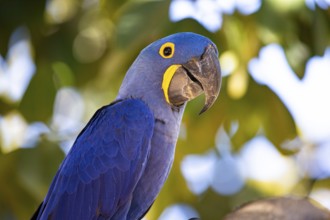 Hyacinth Macaw (Anodorhynchus hyacinthinus) Pantanal Brazil