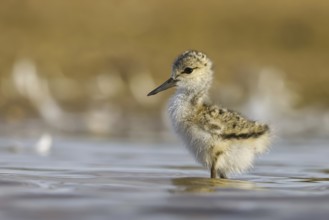 Black-winged Stilt (Himantopus himantopus) chick foraging, North Rhine-Westphalia, Germany, Europe