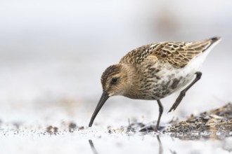 Dunlin (Calidris alpina) foraging on shoreline, Mecklenburg-Western Pomerania, Germany, Europe