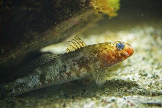 Sergeant baker (Latropiscis purpurissatus) lying under a rock under water, captive, Germany, Europe
