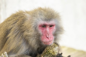 Barbary macaque (Macaca sylvanus), portrait, captive, Germany, Europe