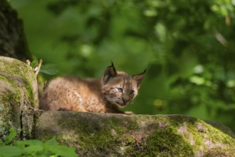 Eurasian lynx (Lynx lynx) cub (youngster) in a forest, Bavaria, Germany, Europe