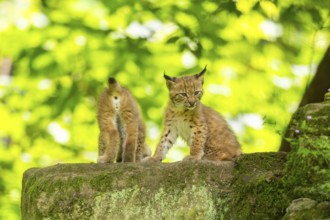 Eurasian lynx (Lynx lynx) cub (youngster) in a forest, Bavaria, Germany, Europe