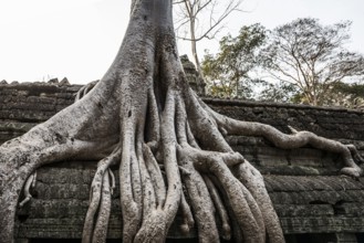 Ta Prohm, Angkor Wat, Angkor, UNESCO World Heritage Site, Siem Reap, Cambodia, Indochina, Southeast