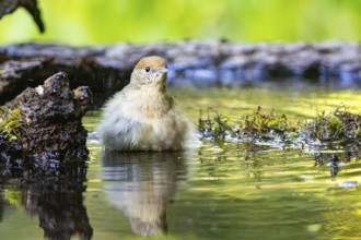 Blackcap (Sylvia atricapilla) wbl while bathing Germany